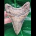 10,4 cm rasiermesserscharfer Unterkiefer - Zahn des Megalodon