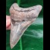 10,4 cm rasiermesserscharfer Unterkiefer - Zahn des Megalodon