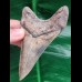 10,4 cm rasiermesserscharfer Unterkiefer - Zahn des Megalodon