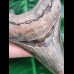 10.4 cm razor sharp lower jaw - tooth of Megalodon