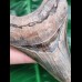 10,4 cm rasiermesserscharfer Unterkiefer - Zahn des Megalodon