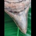 10,4 cm rasiermesserscharfer Unterkiefer - Zahn des Megalodon