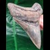 10,4 cm rasiermesserscharfer Unterkiefer - Zahn des Megalodon