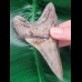 10,4 cm rasiermesserscharfer Unterkiefer - Zahn des Megalodon