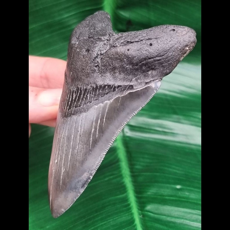 CRIGEMA Megalodon-Zahn Replik – 8 X 7 Cm Große Nachbildung Für Sammler & Deko