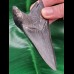 10.6 cm dagger-shaped tooth of Megalodon
