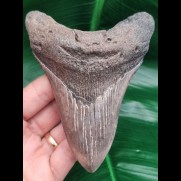 12.1 cm dagger-shaped good tooth of Megalodon