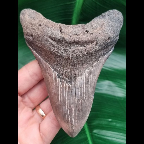 12,1 cm dolchförmiger guter Zahn des Megalodon