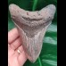 12,1 cm dolchförmiger guter Zahn des Megalodon