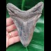 12,1 cm dolchförmiger guter Zahn des Megalodon