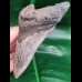 12,1 cm dolchförmiger guter Zahn des Megalodon