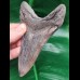 12,1 cm dolchförmiger guter Zahn des Megalodon