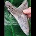12,1 cm dolchförmiger guter Zahn des Megalodon