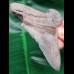 8,5 cm scharfer heller Zahn des Carcharocles Chubutensis