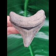 7.8 cm posterior tooth of Megalodon