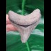 7.8 cm posterior tooth of Megalodon
