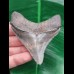 7,8 cm posteriorer Zahn des Megalodon