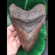 16.3 cm giant tooth of Megalodon