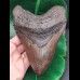 16.3 cm giant tooth of Megalodon