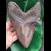 16.3 cm giant tooth of Megalodon