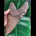 16.3 cm giant tooth of Megalodon