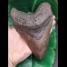 16.3 cm giant tooth of Megalodon
