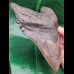 16.3 cm giant tooth of Megalodon