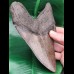 16.3 cm giant tooth of Megalodon