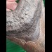 16.3 cm giant tooth of Megalodon