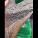16.3 cm giant tooth of Megalodon