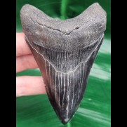 10,2 cm schwarzer symmetrischer Zahn des Megalodon