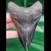 10,2 cm schwarzer symmetrischer Zahn des Megalodon
