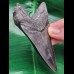 10,2 cm schwarzer symmetrischer Zahn des Megalodon