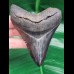 10,0 cm dunkler scharfer Zahn des Megalodon