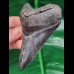 10,0 cm dunkler scharfer Zahn des Megalodon