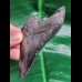 10,0 cm dunkler scharfer Zahn des Megalodon