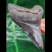 10,0 cm dunkler scharfer Zahn des Megalodon