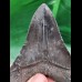 10,0 cm dunkler scharfer Zahn des Megalodon