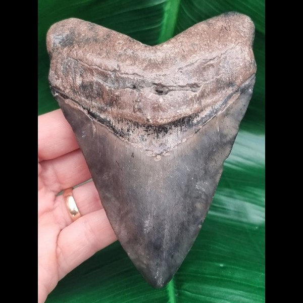 12.6 cm anterior tooth of Megalodon