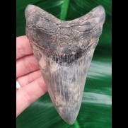 11,1 cm tooth of megalodon with interesting color play