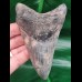 11,1 cm tooth of megalodon with interesting color play