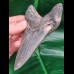 11,1 cm Zahn des Megalodon mit interessantem Farbspiel