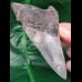 11,1 cm Zahn des Megalodon mit interessantem Farbspiel