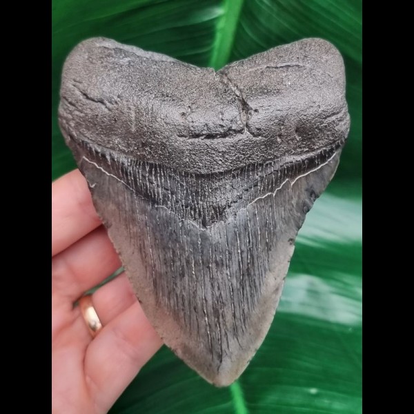 11,6 cm breiter dunkler Zahn des Megalodon