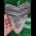 11,6 cm breiter dunkler Zahn des Megalodon