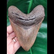 13,5 cm large massive tooth of Megalodon