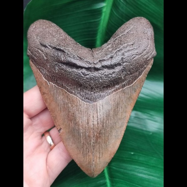 13,5 cm großer massiver Zahn des Megalodon