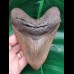 13,5 cm großer massiver Zahn des Megalodon