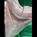13.9 cm razor sharp tooth of Megalodon
