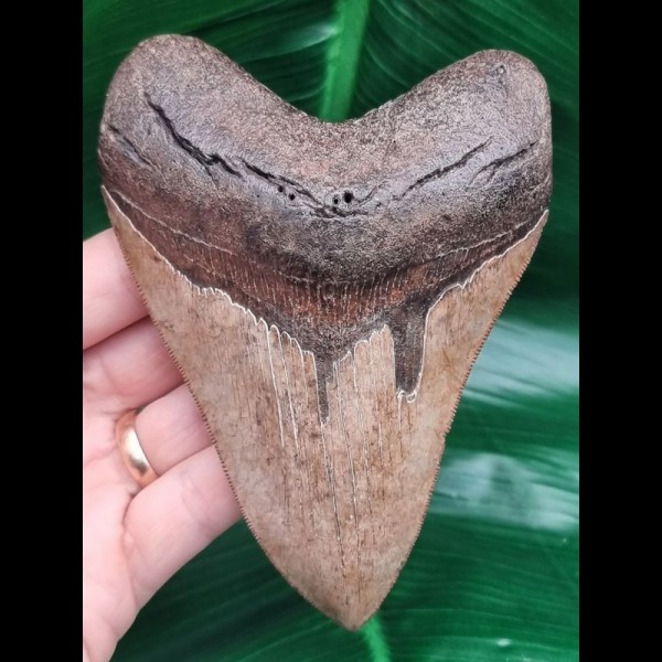 12.3 cm brown very sharp tooth of Megalodon